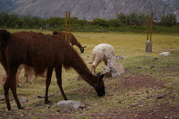 llama and alpaca eating in a field relaxing, Latin America