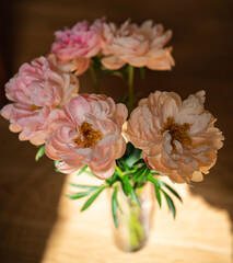 Nice pink peony flowers in sunlight