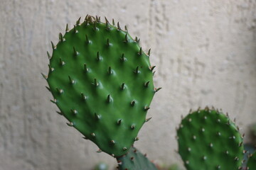 Opuntia macrorhiza riograndensis mrozoodporna kaktus opuncja