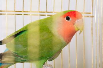Colorful lovebird in cage. Green-orange parrot in birdcage