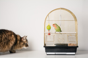 Cat hunts a parrot in a cage. The relationship of pets, a cat and a parrot, danger, stress and...