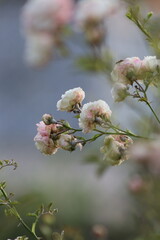 bush white and pink rose in the garden on a background of greenery