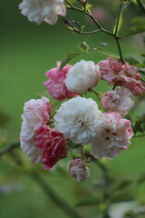 bush white and pink rose in the garden on a background of greenery