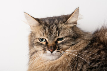 portrait of a fluffy sad cat on a light background