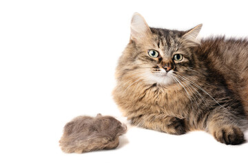 portrait fur cat with big hairball on white background