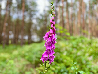 Foxglove or Digitalis is a genus of herbaceous plants belonging, according to the APG II classification system, to the plantain family (Plantaginaceae).