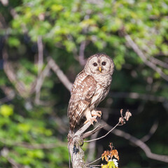 Juvenile Northern Barred owl posing on a dry tree branch.Chesapeake and Ohio Canal National Historical Park.Maryland.USA