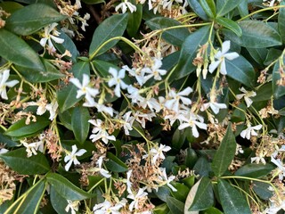 Fototapeta premium White jasmine flowers 
