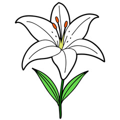 Elegant and Fresh Minimalist Lily Vector Art Illustration