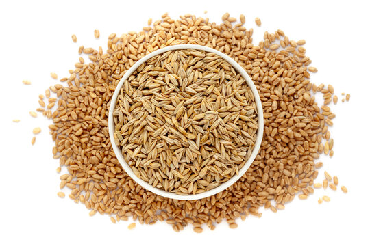 A bowl of Organic Barley or Jau (Hordeum Vulgare) Grains, placed over a heap of Wheat Grains. Isolated on a white background.