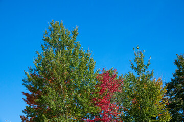 Fototapeta premium Beautiful Quebec fall colors