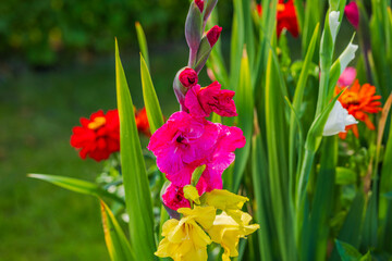 Beautiful view of colorful gladiolus flowers in the garden.