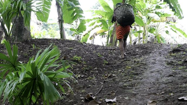 Embera Wounaan indigenous woman carries bananas between banana crops.