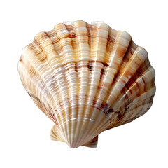 Obraz premium Shell from the Beach, collected as a souvenir, Isolated on transparent background PNG
