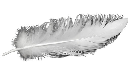 Obraz premium feather isolated on white background , transparent png image