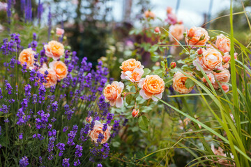 Elizabeth Stuart rose blooming in summer garden by lavender. Orange multi-petal flowers grow on...