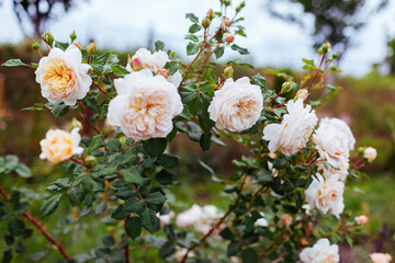 English Crocus Rose blooming in summer garden. White creamy flowers grow on shrub. Austin selection
