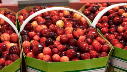 cranberry, cranberries, Quebec, fruit, juice, harvest, field, water, juicy, salty, beautiful, red, 