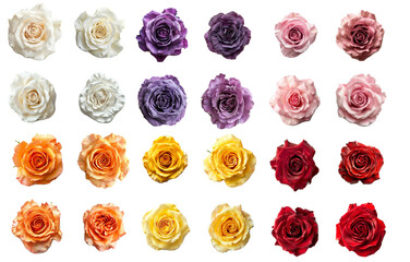 roses - various colors of roses overhead shot isolated