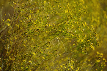 Prairie Broomweed, Broomweed plant blooming during fall season in Texas landscape.