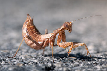 Ameles spallanzania
