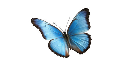 blue morpho butterfly isolated on white background , transparent png image