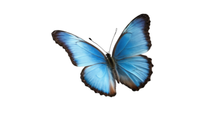 blue morpho butterfly isolated on white background , transparent png image