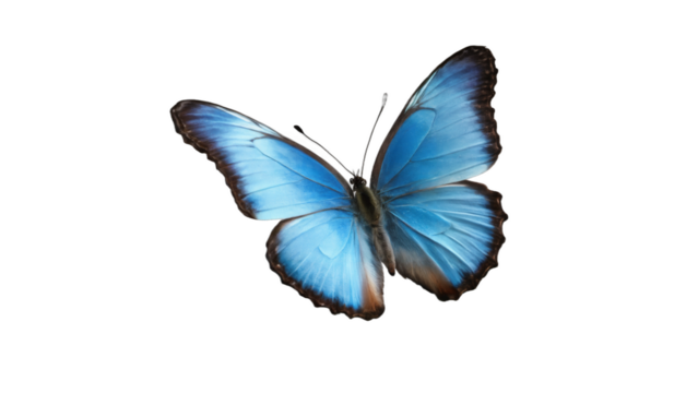 blue morpho butterfly isolated on white background , transparent png image