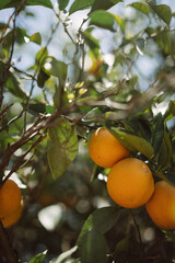 Sunlit leaves make a vibrant backdrop for fresh oranges hanging from tree branches in the garden