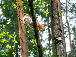 The squirrel got ready to jump from the tree. The squirrel looks down. Spring forest background with young squirrel.