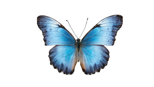 blue morpho butterfly isolated on white background , transparent png image