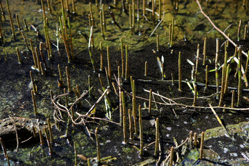 Landscape of Duszatyn lakes in Bieszczady Mountains, Poland

