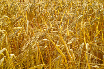 Wheat field, golden or farm in nature with agriculture growth, production or supply chain, harvest or process. Sustainability, plant or grain farming in countryside for organic small business startup