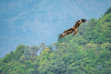 A beautiful bird is flying gracefully over a lush green forest