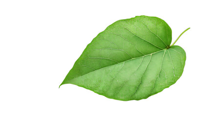 Obraz premium green leaf isolated on white background , transparent png image
