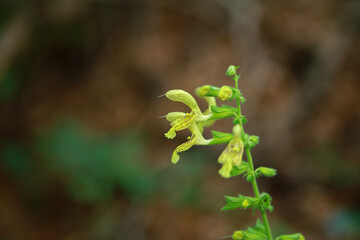 Glutinous sage in the forest in Bieszczady Mountains, Poland