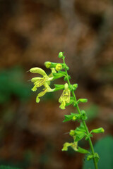 Glutinous sage in the forest in Bieszczady Mountains, Poland