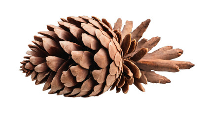 pine cone isolated on white background , transparent png image