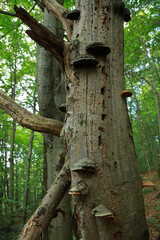 Magic tree in the forest in Bieszczady Mountains, Poland
