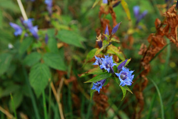 Willow gentian in Bieszczady mountains , Poland