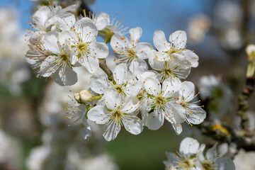 Close up of chickasaw plum (prunus angustifolia) blossom