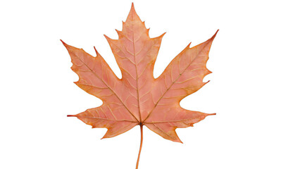 Fototapeta premium autumn maple leaf isolated on white background , transparent png image