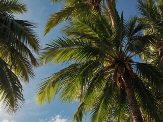 Obraz premium Tropical green palm leaves and branches on blue sky with copy space Sunny day, summer concept Sun over palm trees Travel, holiday background Banner.