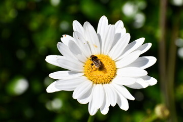 Fototapeta premium Honey bee on daisy.