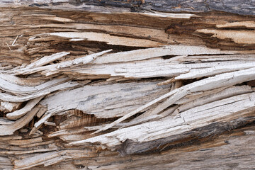 Background is made torn wood fibers.