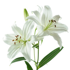 Fototapeta premium Fresh White Lilies with Green Leaves, isolated on transparent background.