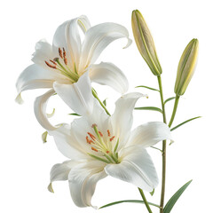 Fototapeta premium Pure White Lilies with Buds on Stem, isolated on transparent background.