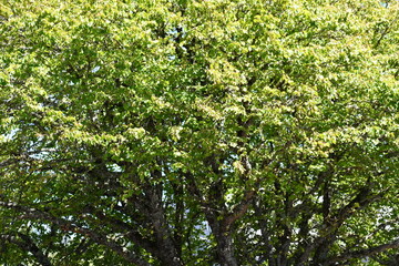 Tree interior.