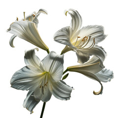 White Lily Flowers on White Background, isolated on transparent background.