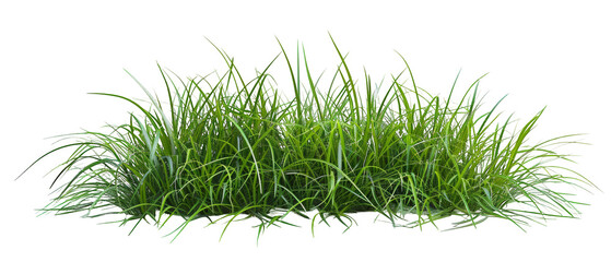 Lush Green Grass Bunch on Transparent Background Perfect for Natural Themes, nature-themed designs, landscaping concepts, and digital marketing presentations.
